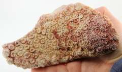 Huge 1,416ct untreated fossilized Coral