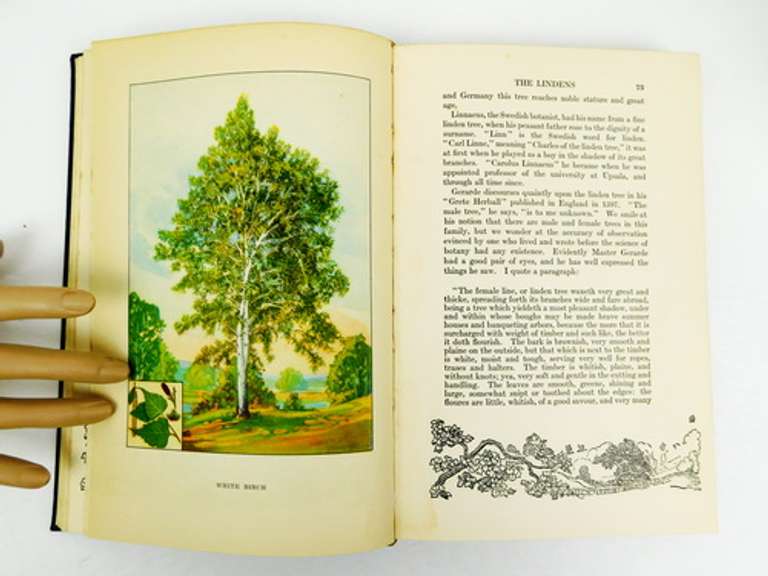 1926 Trees, The Nature Library Antique Book