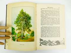 1926 Trees, The Nature Library Antique Book