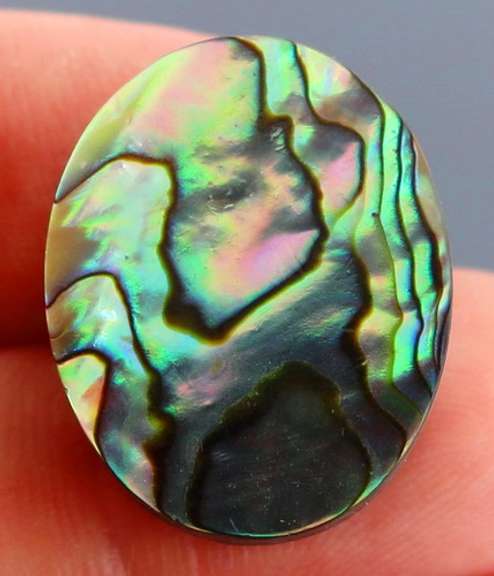 Highly figurative 31.39ct rainbow flashing Australian Abalone