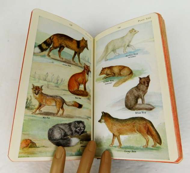 1928 Field Book of N. American Mammals