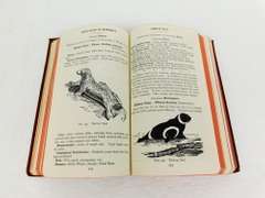 1928 Field Book of N. American Mammals