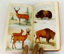 1928 Field Book of N. American Mammals