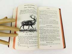 1928 Field Book of N. American Mammals