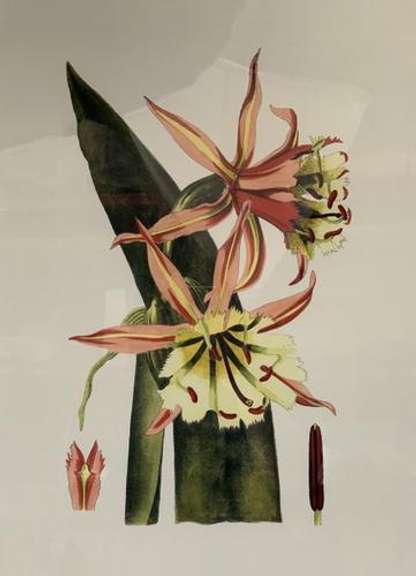 Botanical Decorative Art of Fritillaries