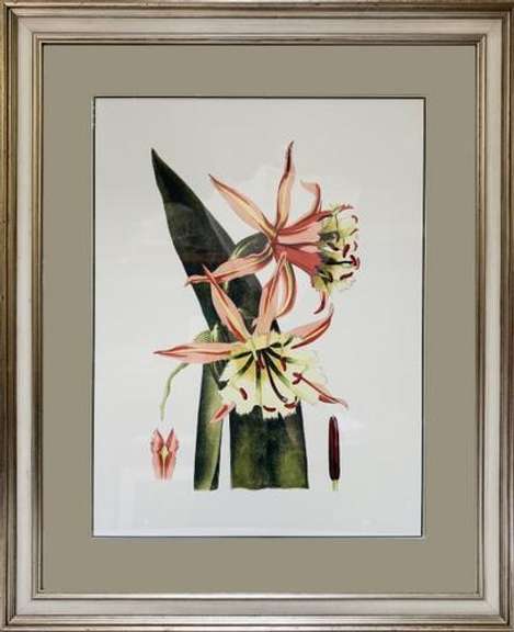 Botanical Decorative Art of Fritillaries