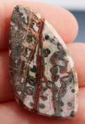 Stunning 31.33ct Brazilian Leopard Skin Jasper