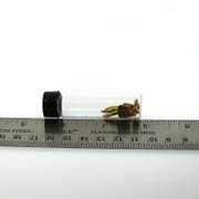 Very collectable and rare 24k Gold Nuggets