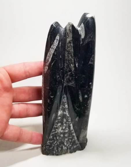Substantial 2,540ct Orthoceras fossil cluster