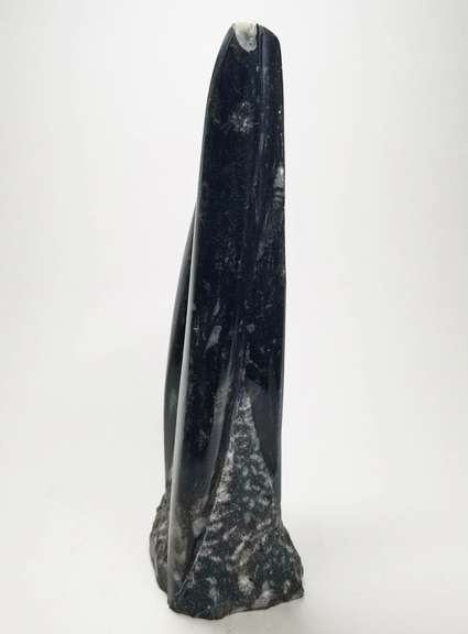 Substantial 2,540ct Orthoceras fossil cluster
