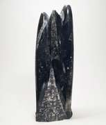 Substantial 2,540ct Orthoceras fossil cluster