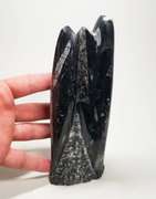 Substantial 2,540ct Orthoceras fossil cluster