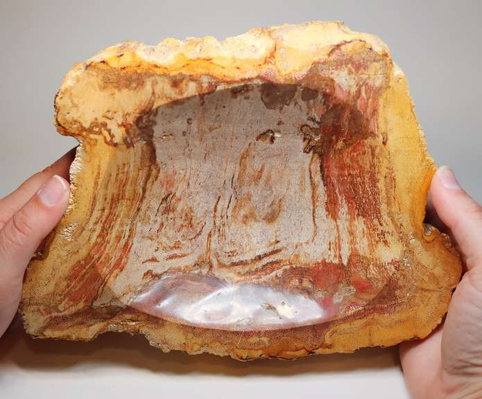 Well marbled petrified wood bowl weighing 2,623g