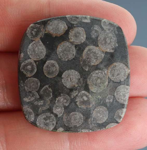 Gorgeous 47.65ct Moroccan Coral Fossil