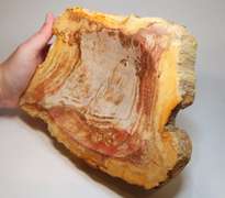 Well marbled petrified wood bowl weighing 2,623g