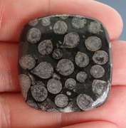Gorgeous 47.65ct Moroccan Coral Fossil