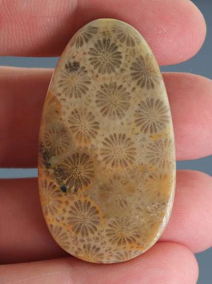 Tremendous 68.64ct Indonesian Coral fossil cabochon
