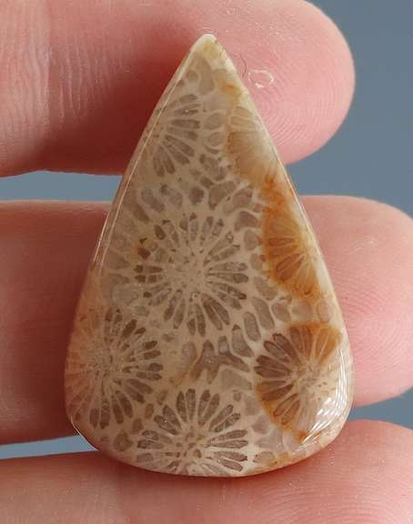Intricate 27.27ct Indonesian Coral fossil cabochon