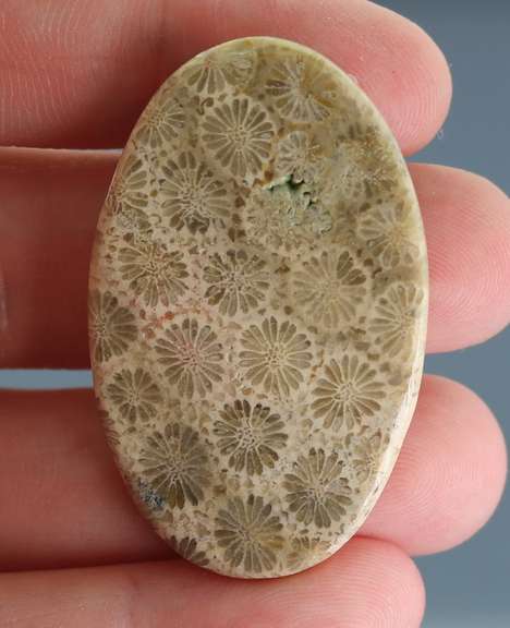 Huge! 56.08ct Indonesian Coral fossil cabochon