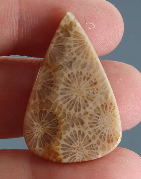 Intricate 27.27ct Indonesian Coral fossil cabochon