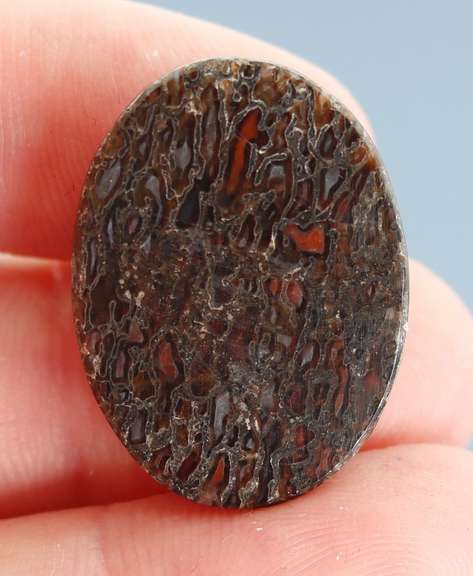 Multi toned 25.16ct cabochon cut from dinosaur bone