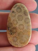 Tremendous 68.64ct Indonesian Coral fossil cabochon