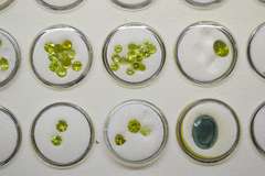 Color Loose Gemstone Tray Lot