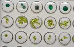 Color Loose Gemstone Tray Lot