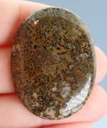 Awesome 54.48ct cabochon cut from dinosaur bone