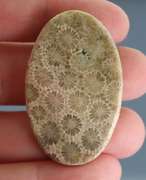 Huge! 56.08ct Indonesian Coral fossil cabochon