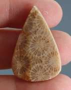 Intricate 27.27ct Indonesian Coral fossil cabochon
