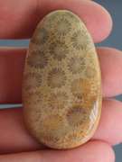 Tremendous 68.64ct Indonesian Coral fossil cabochon