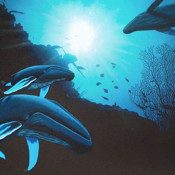 Whale Vision Limited Edition by Wyland