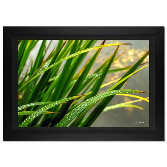 Morning Splash by Jongas