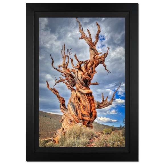 Withness Of Time Limited Edition by Jongas