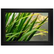 Morning Splash by Jongas