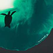 Swim to the light Original by Wyland