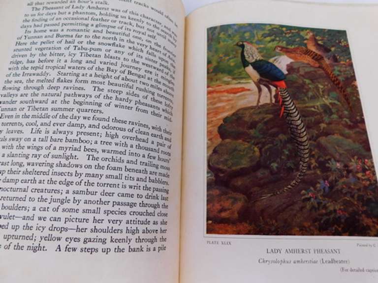 1931 Pheasants, Lives & Homes 2 Vol. Illustrated Books