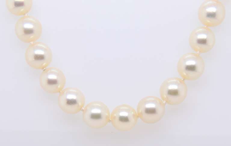 Elegant AA+ Pearl Necklace