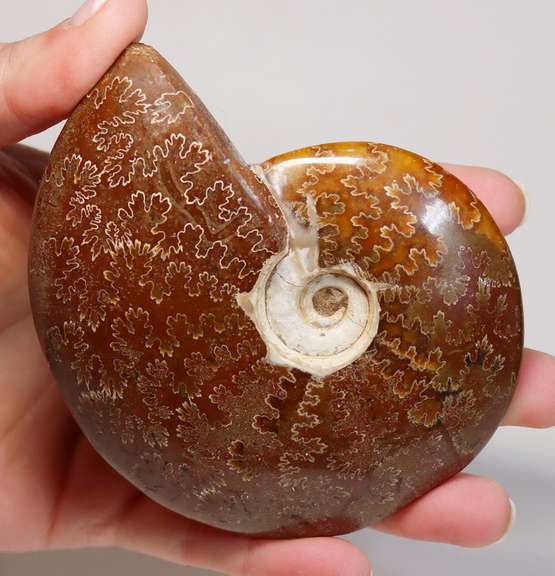 Simply gorgeous 1,405ct Cretacious era Ammonite fossil
