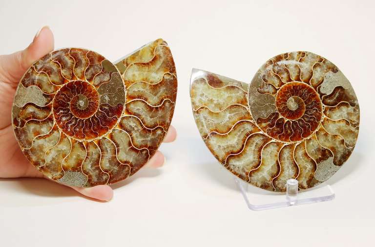 Impressive 2,375ct split Ammonite fossil with Ammolite Opal