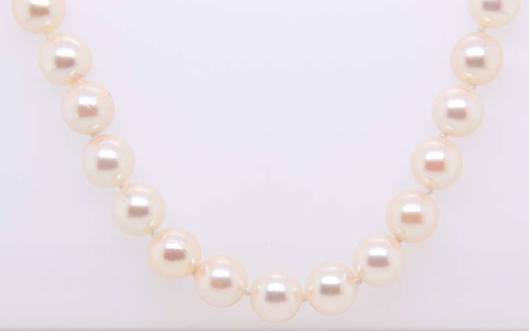 Fresh Water Pearl Necklace with Gold Clasp