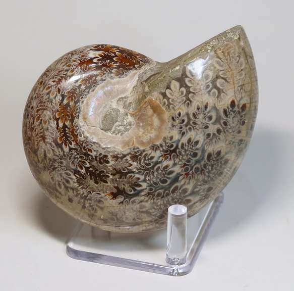 Blue and tan! 2,035ct Cretacious era Ammonite fossil