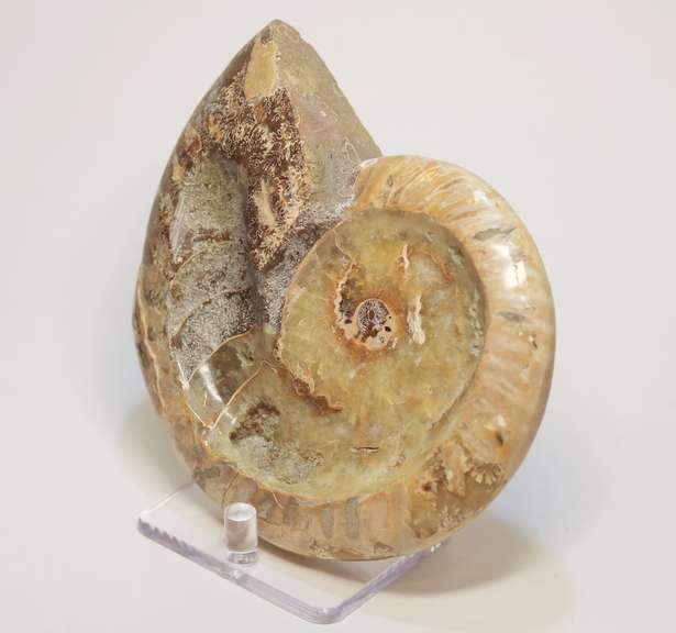 Large 2,280ct iridescent Ammonite fossil