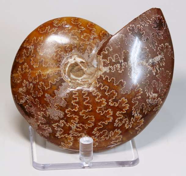 Simply gorgeous 1,405ct Cretacious era Ammonite fossil