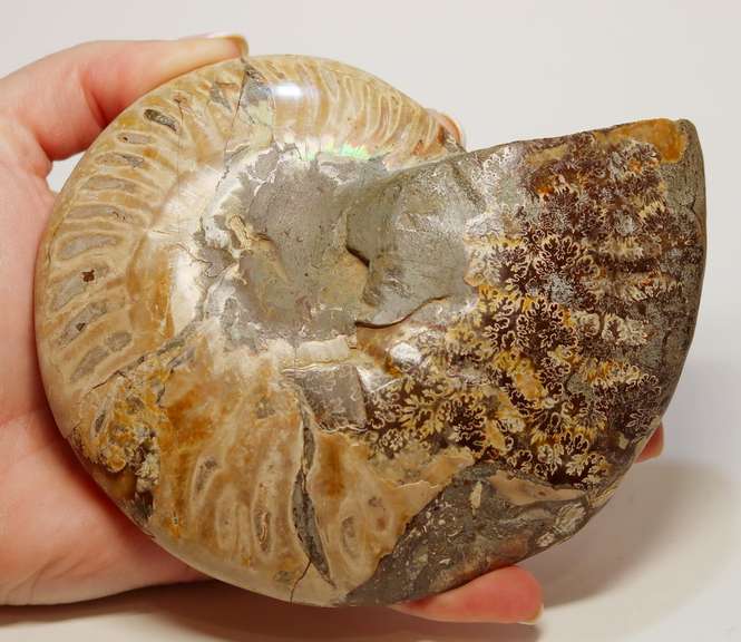 Large 2,280ct iridescent Ammonite fossil