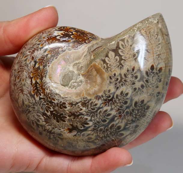 Blue and tan! 2,035ct Cretacious era Ammonite fossil