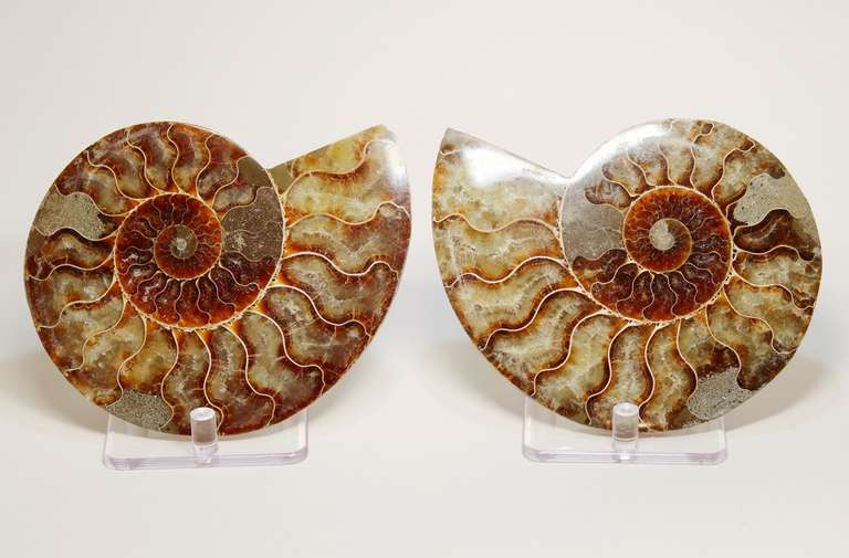 Impressive 2,375ct split Ammonite fossil with Ammolite Opal