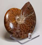 Simply gorgeous 1,405ct Cretacious era Ammonite fossil