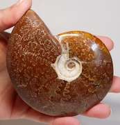 Simply gorgeous 1,405ct Cretacious era Ammonite fossil